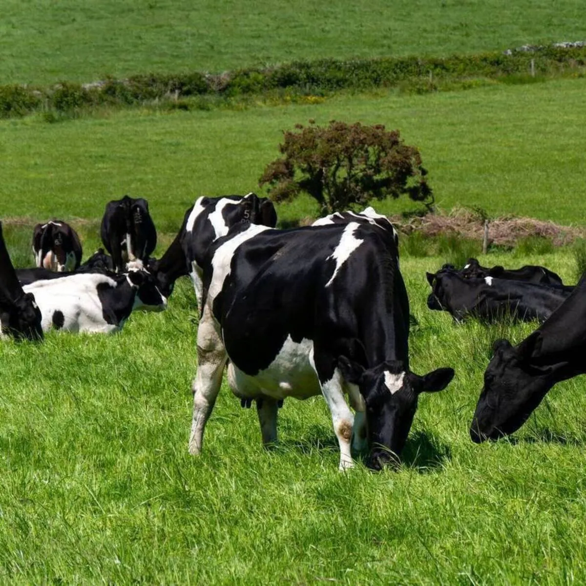 Relief milker