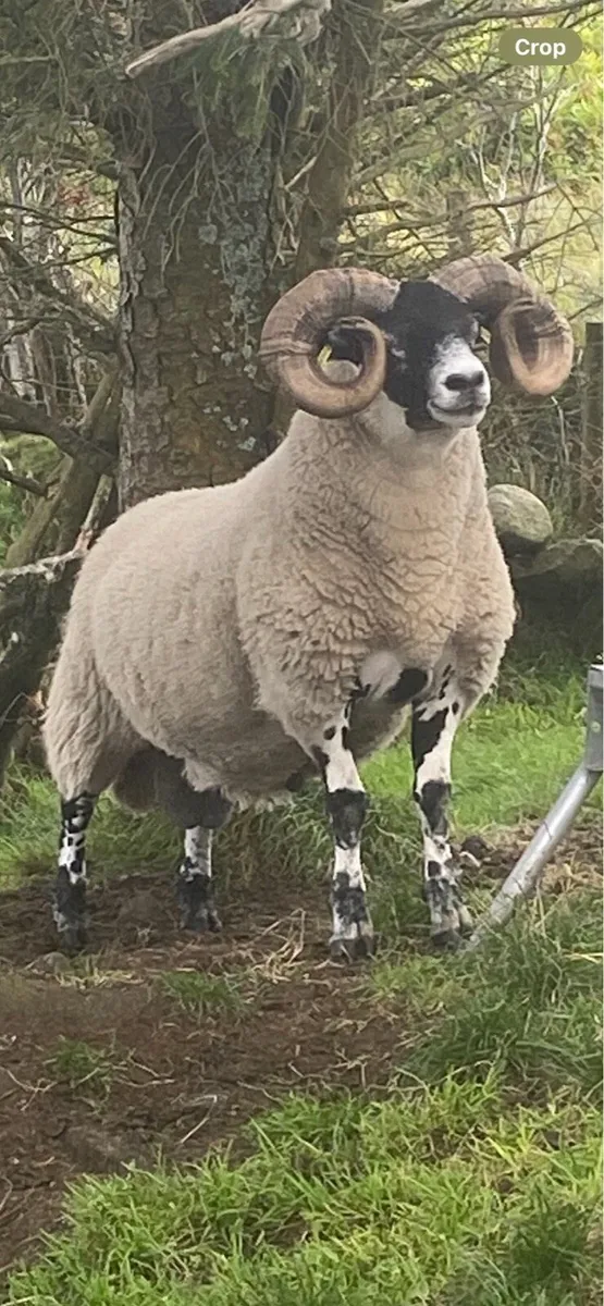Lanark Ram - Image 1