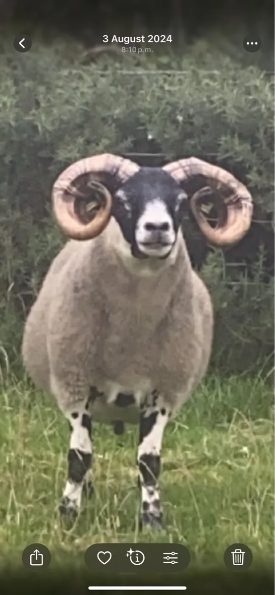 Lanark Ram - Image 2