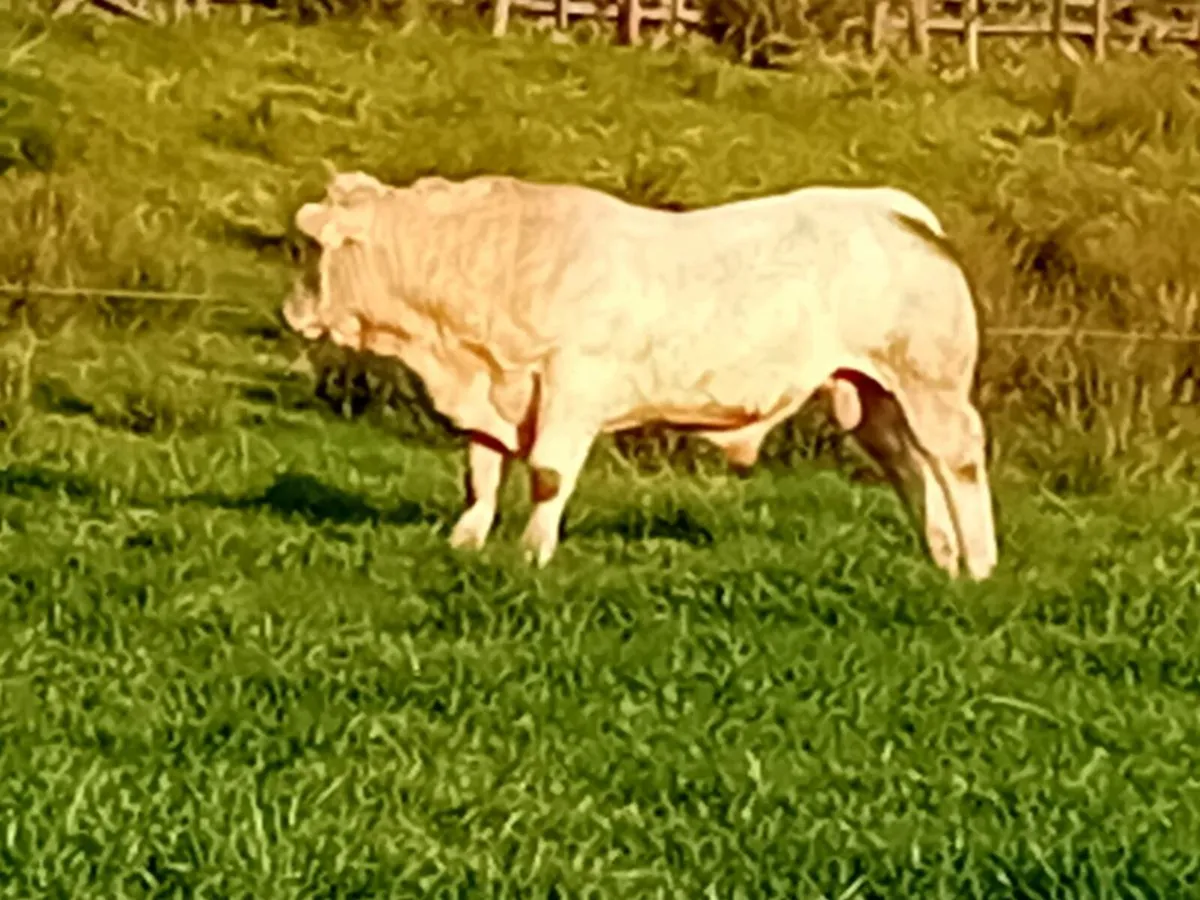 Pedigree charolais bull - Image 1