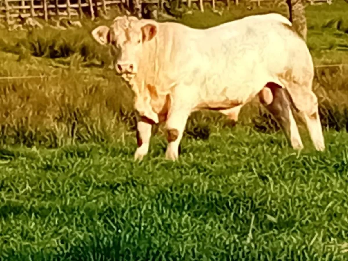 Pedigree charolais bull - Image 2