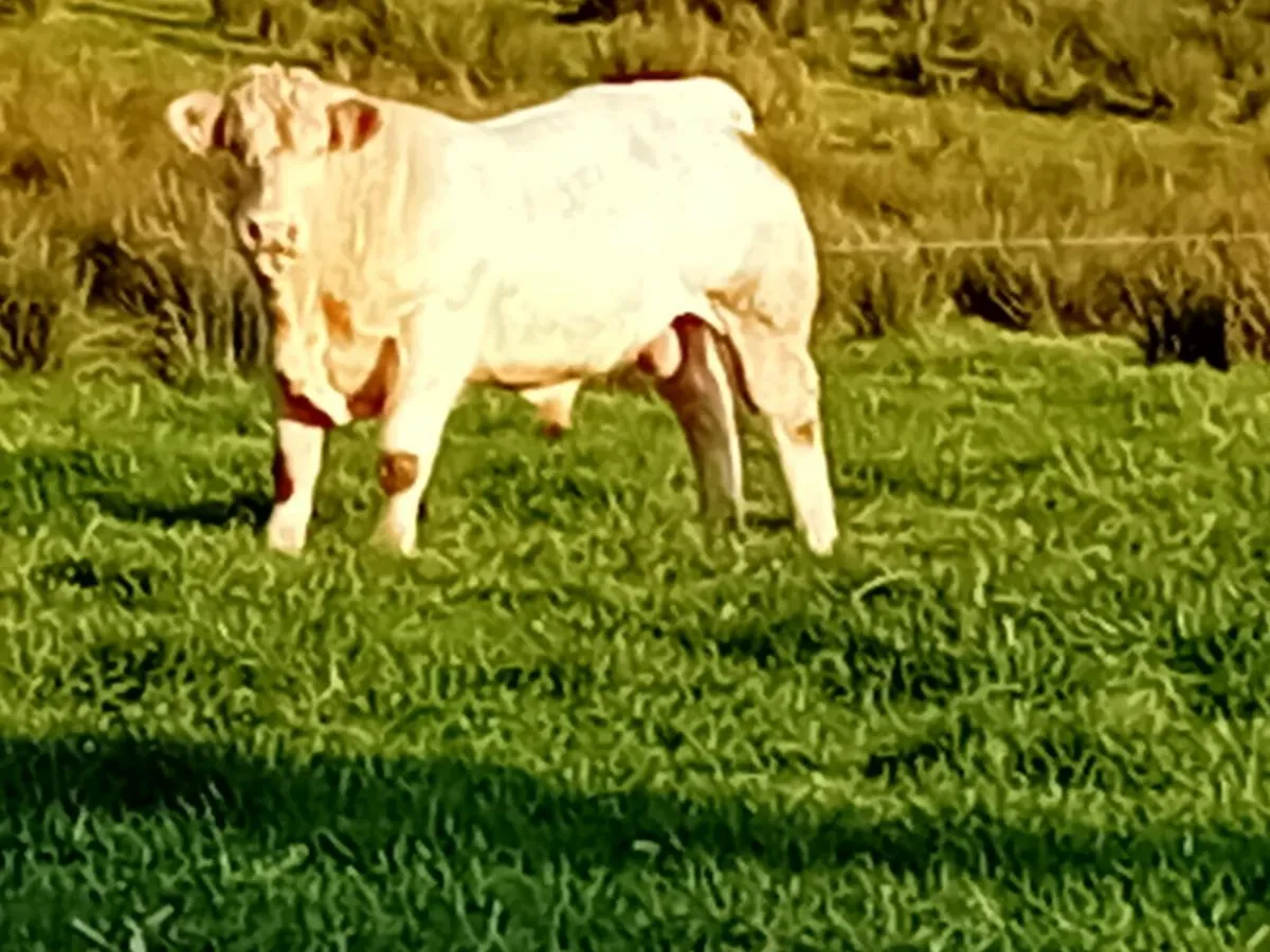 Pedigree charolais bull - Image 3