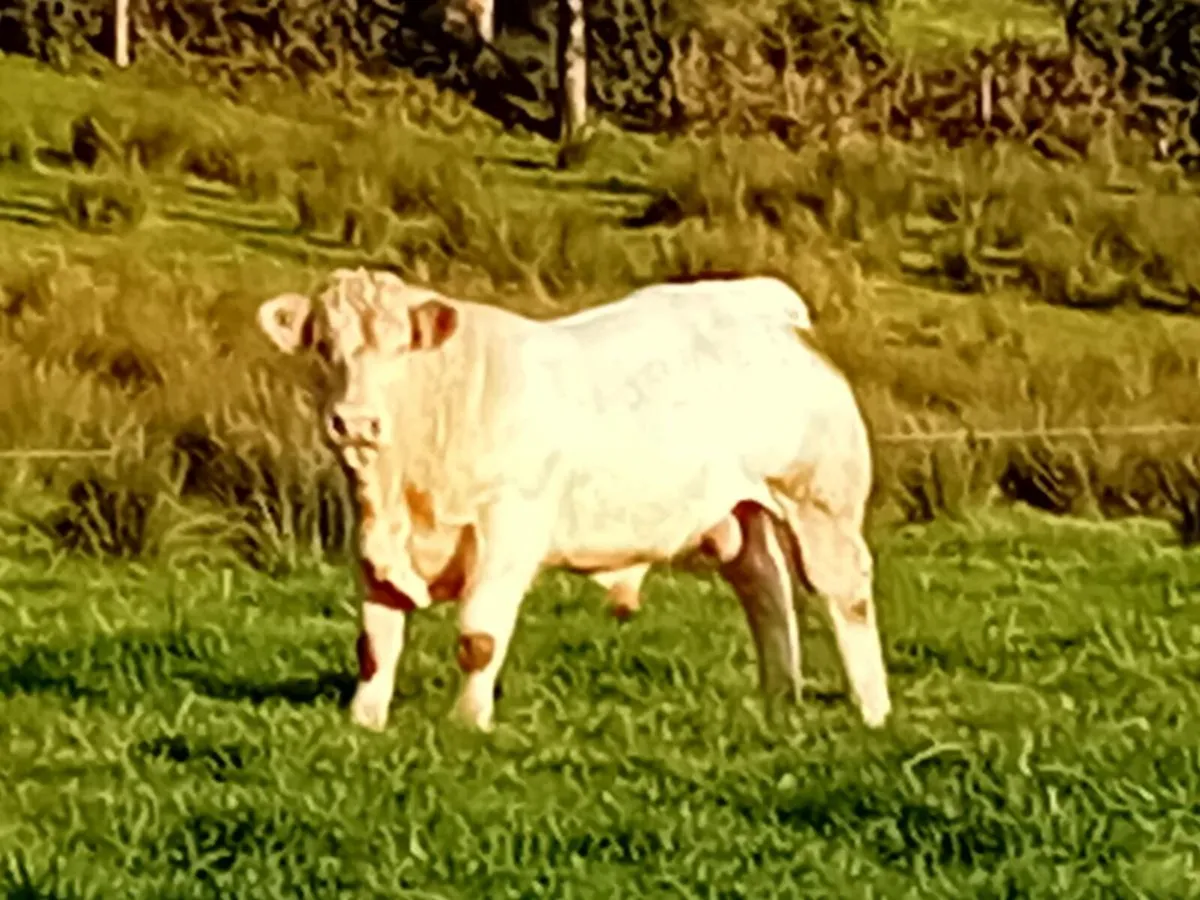 Pedigree charolais bull - Image 4