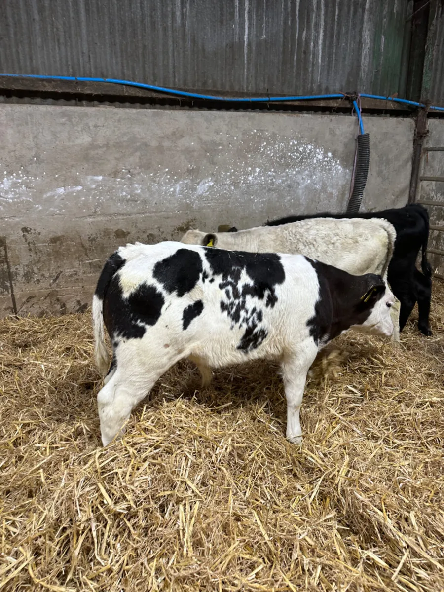 Angus blue and Charolais bulls - Image 1