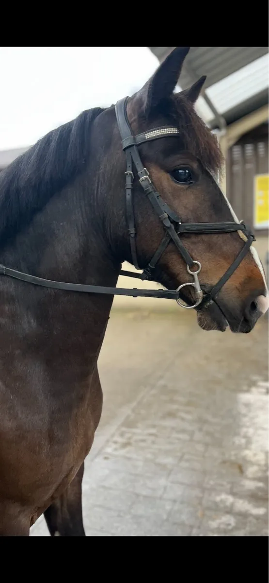 HORSES AND PONIES