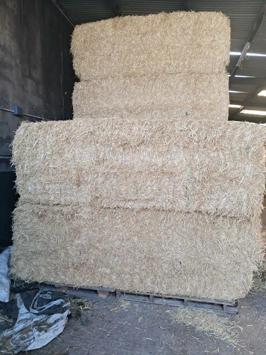 English wheat straw - Image 2