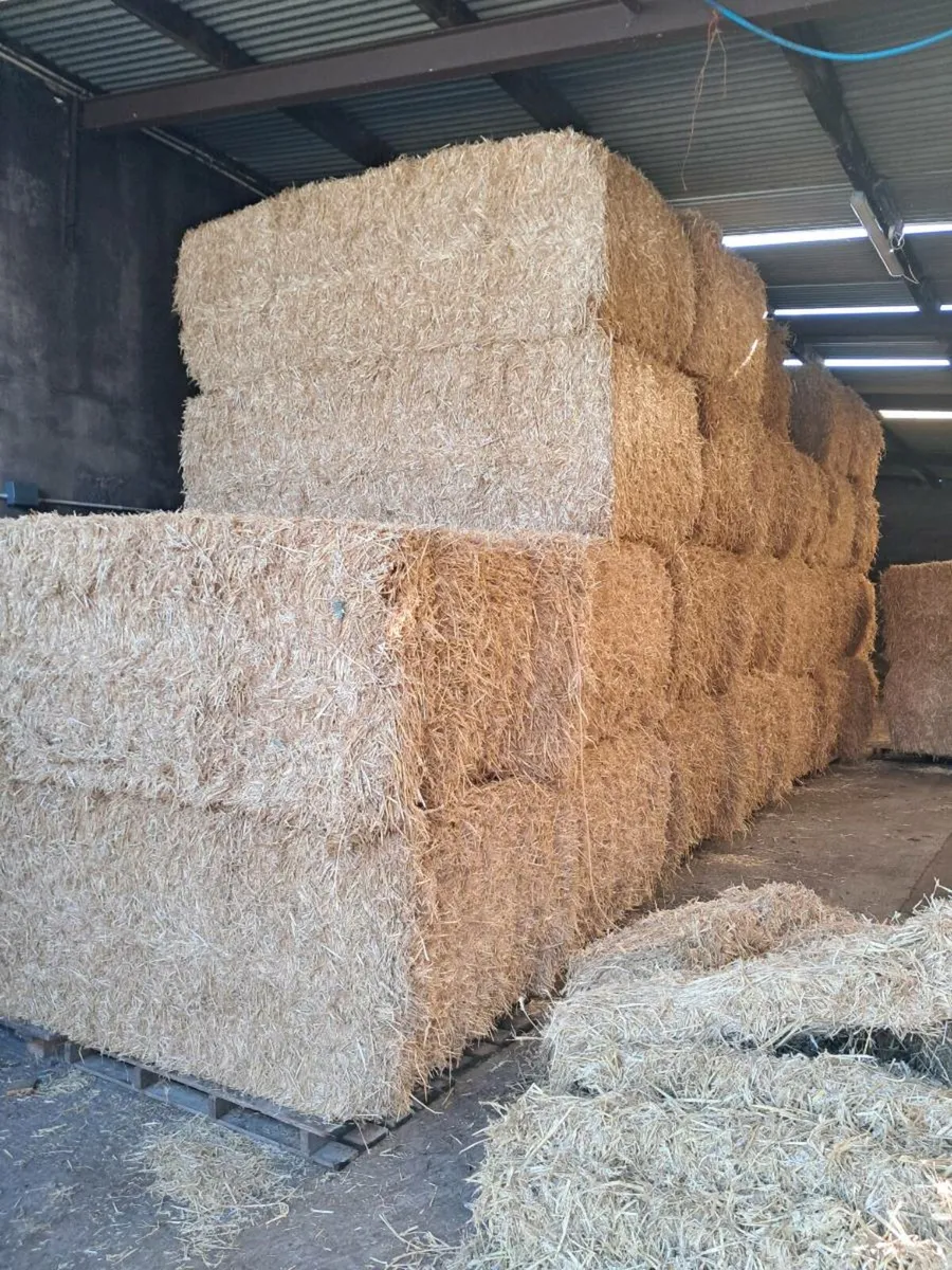 English wheat straw - Image 1
