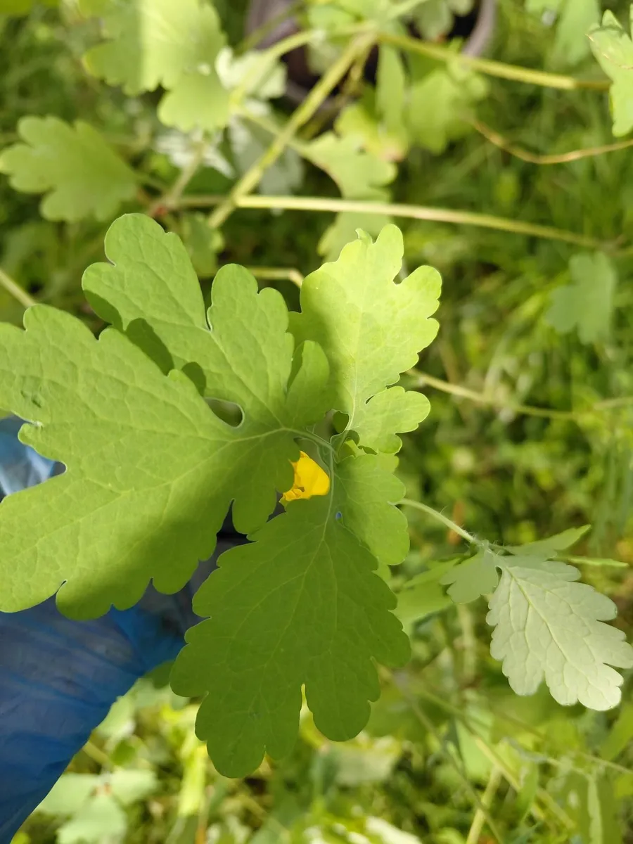 Greater Celandine medicinal plant - Image 1