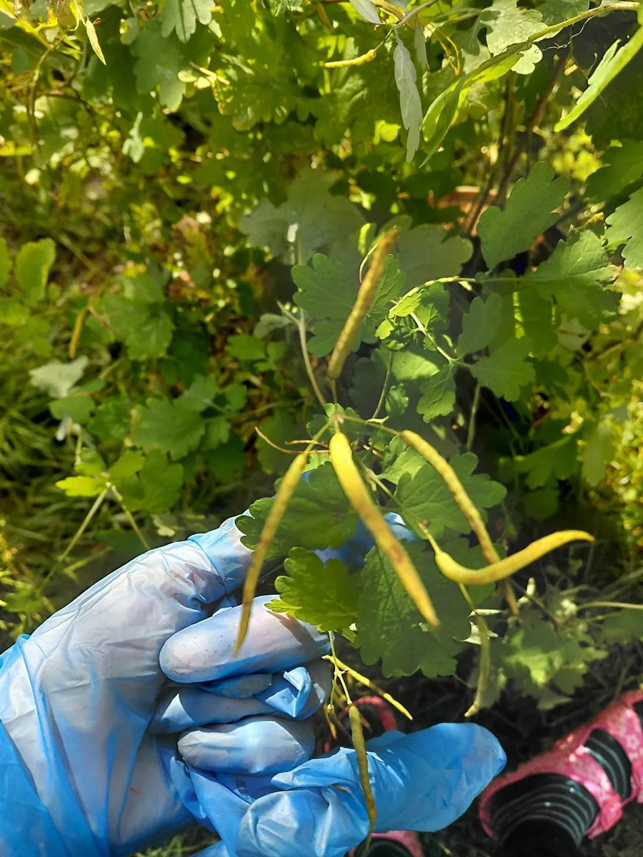 Greater Celandine medicinal plant - Image 2
