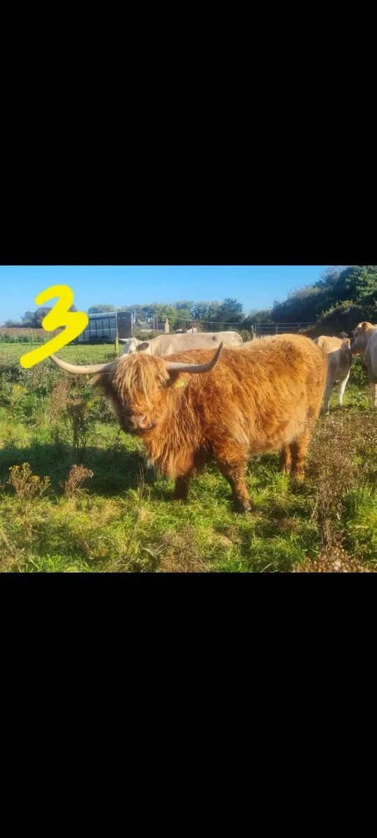 HIGHLAND CATTLE FOR SALE - Image 3