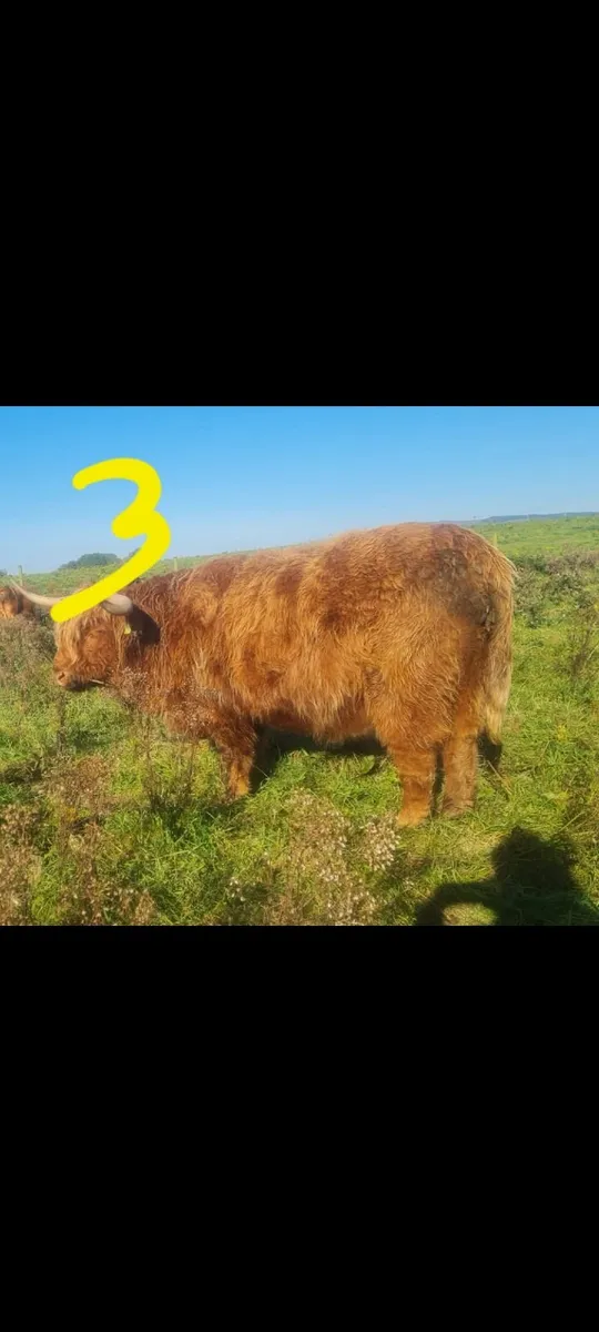 HIGHLAND CATTLE FOR SALE - Image 4