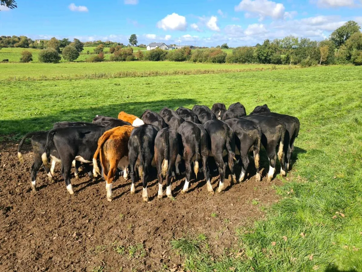 Hereford Weanling Heifers - Image 1