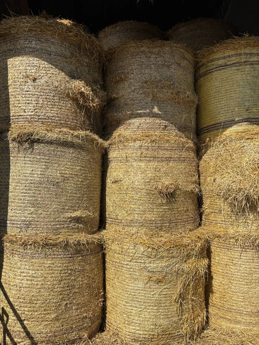 Quantity Straw for sale - Image 2