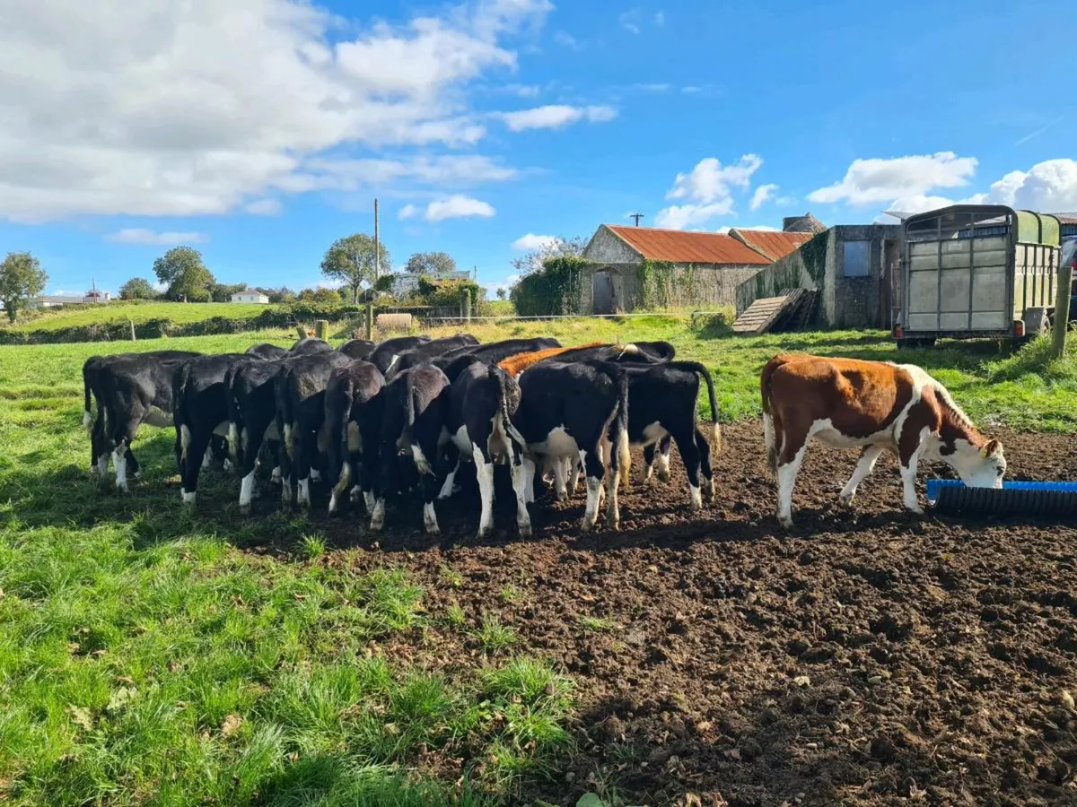 Hereford Weanling Heifers - Image 2