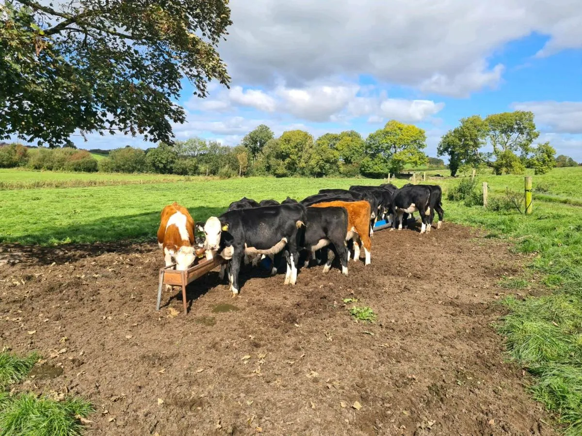 Hereford Weanling Heifers - Image 3
