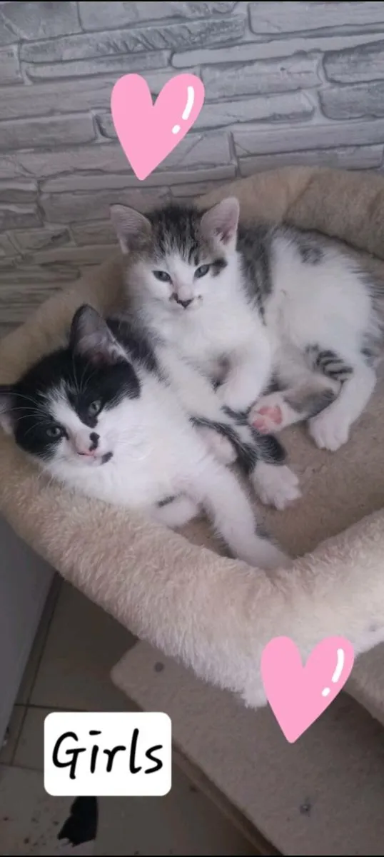 kittens Norwegian forest mix - Image 3
