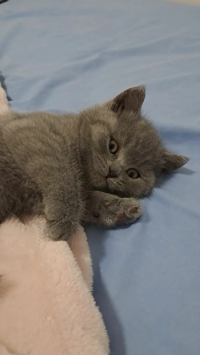British shorthair Kitten - Image 2