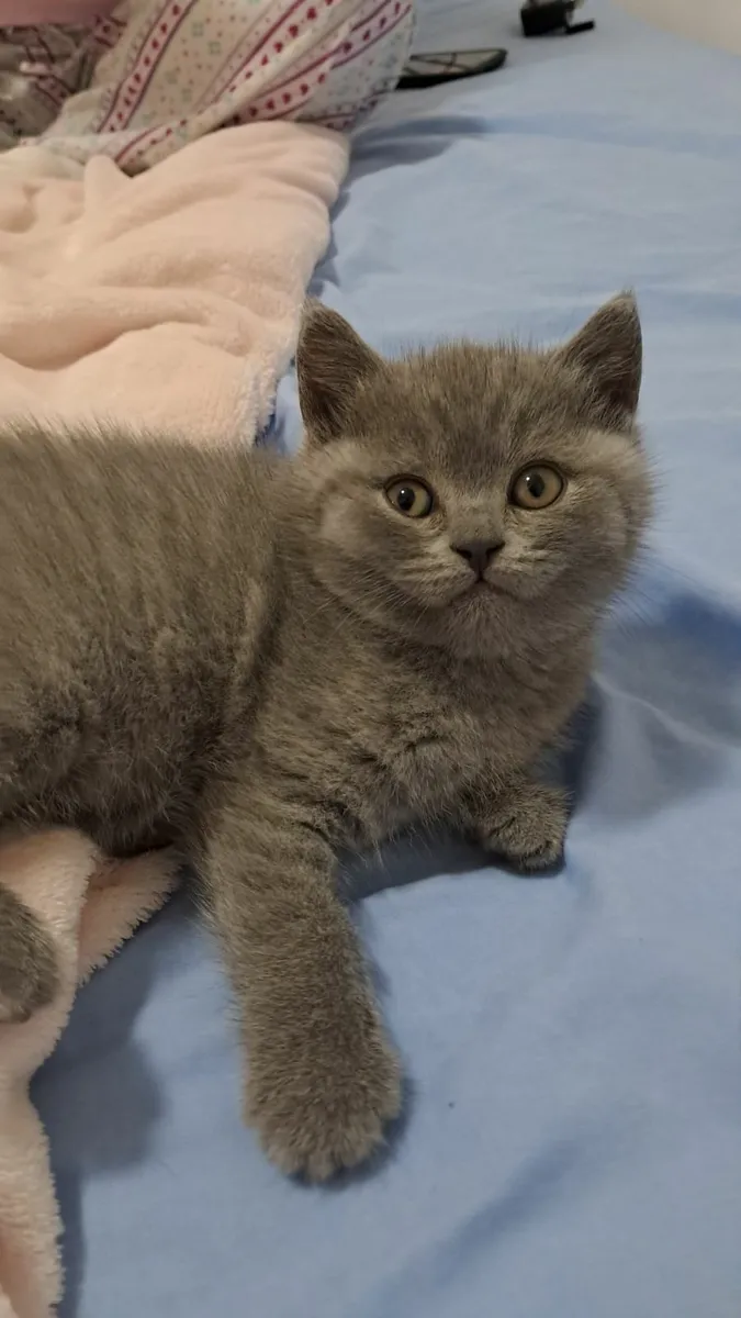 British shorthair Kitten - Image 1