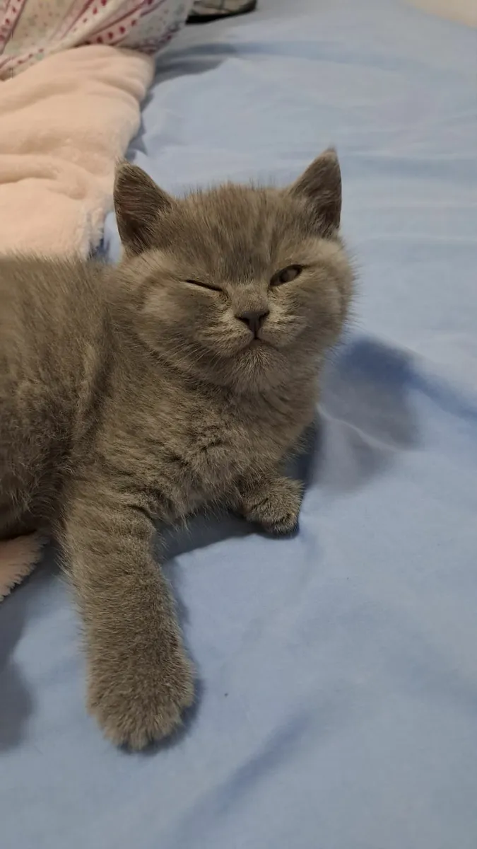 British shorthair Kitten - Image 3