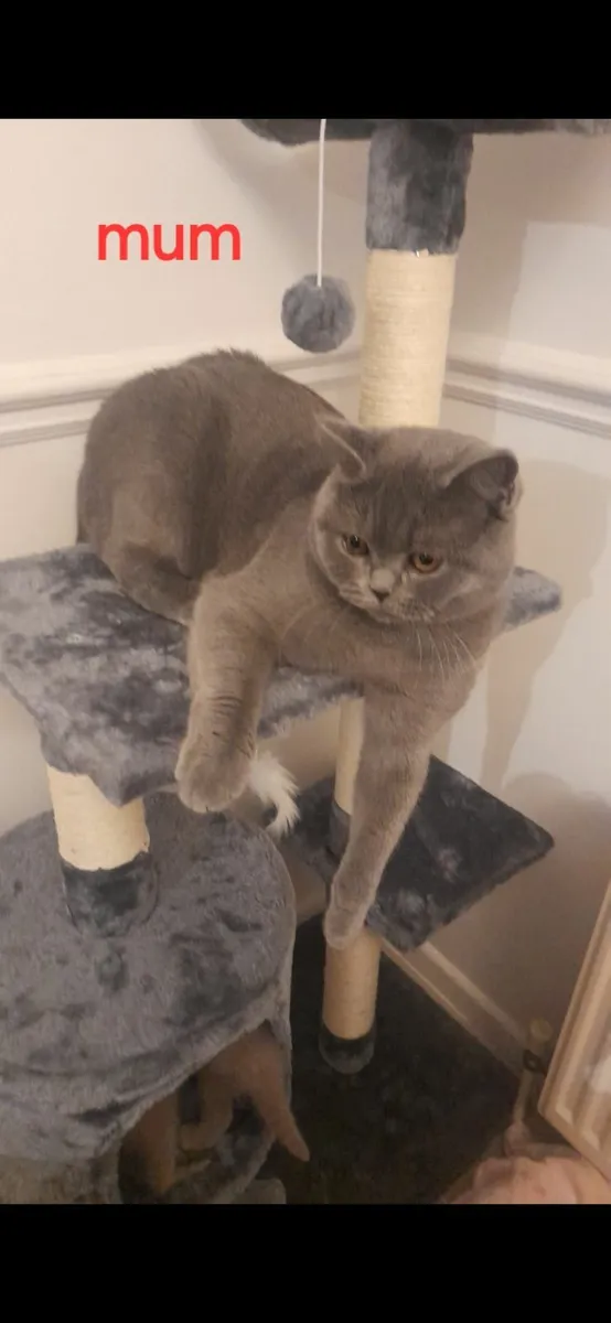 British shorthair Kitten - Image 4