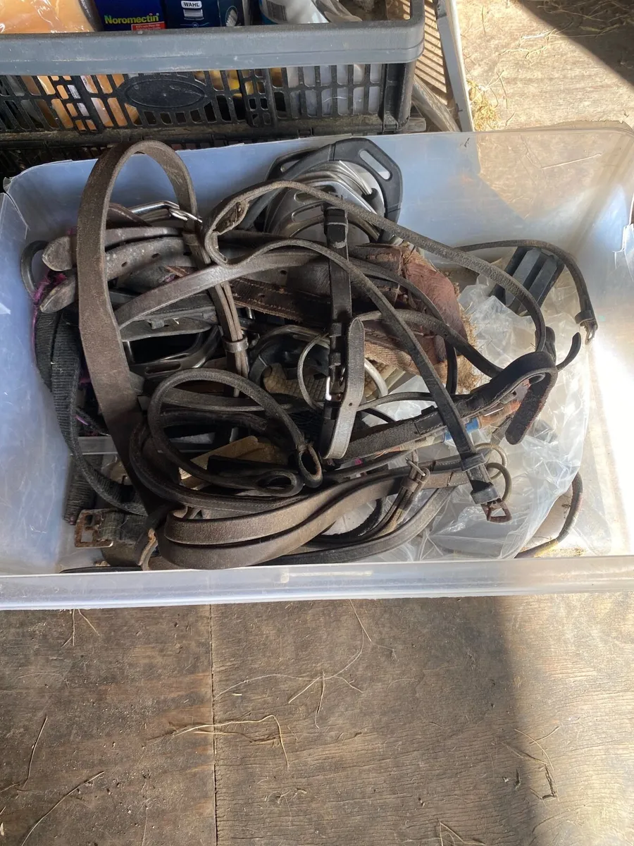 Riding school equipment - Image 2