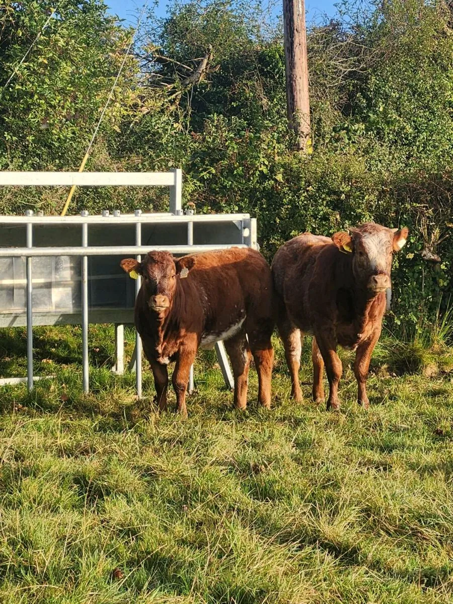 Roan heifer weanlings - Image 1