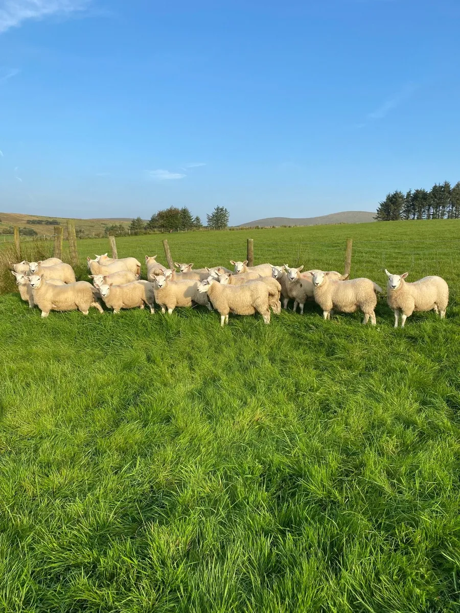 Texel  ewe lambs - Image 1
