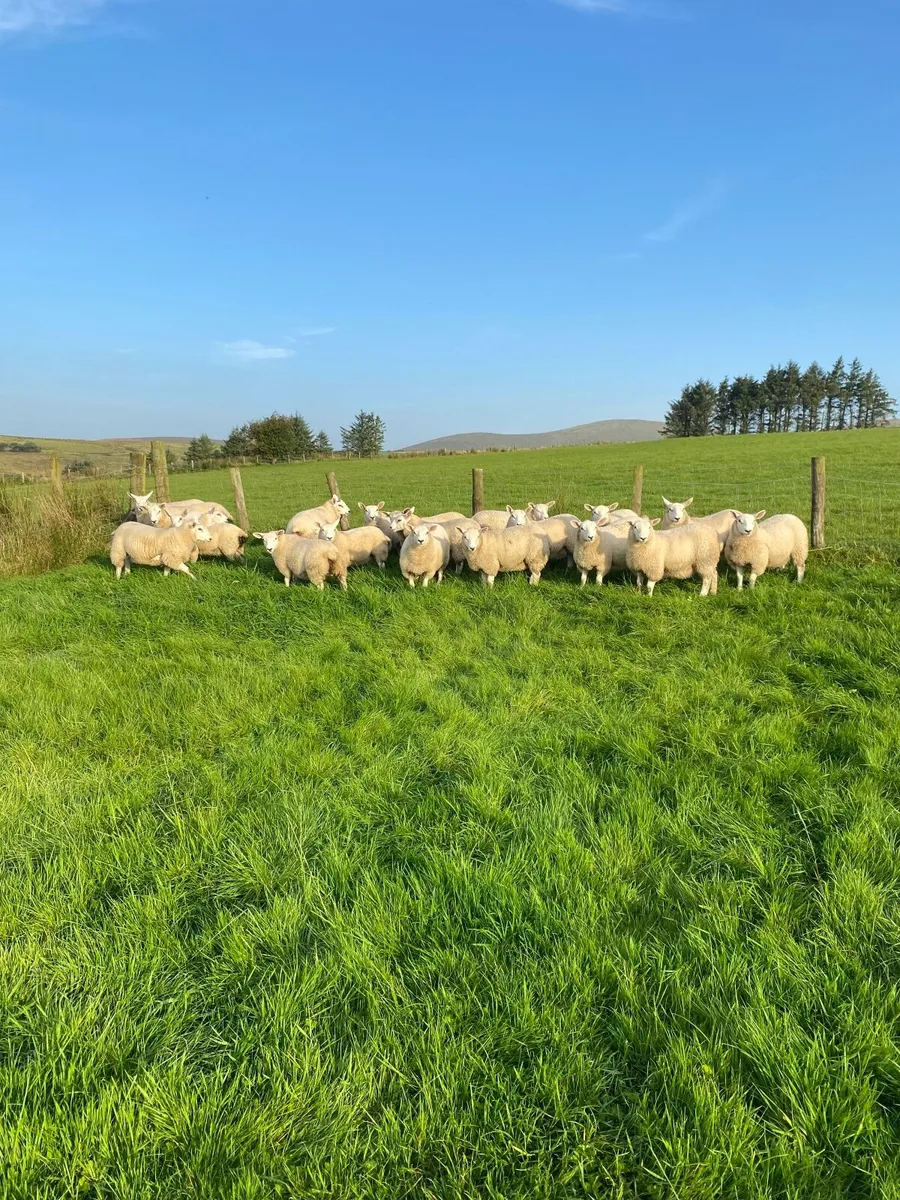 Texel  ewe lambs - Image 3