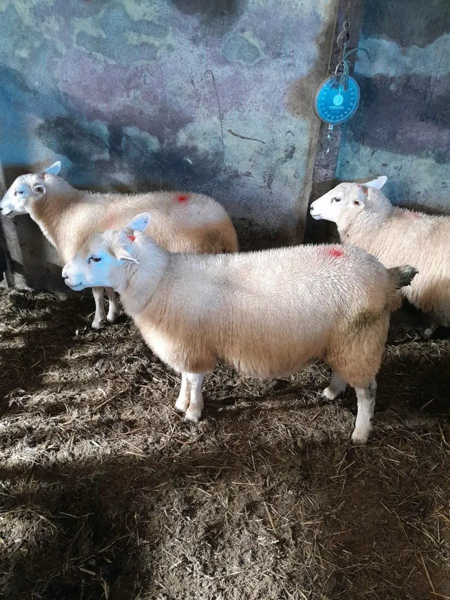 Lleyn ewe lambs - Image 1