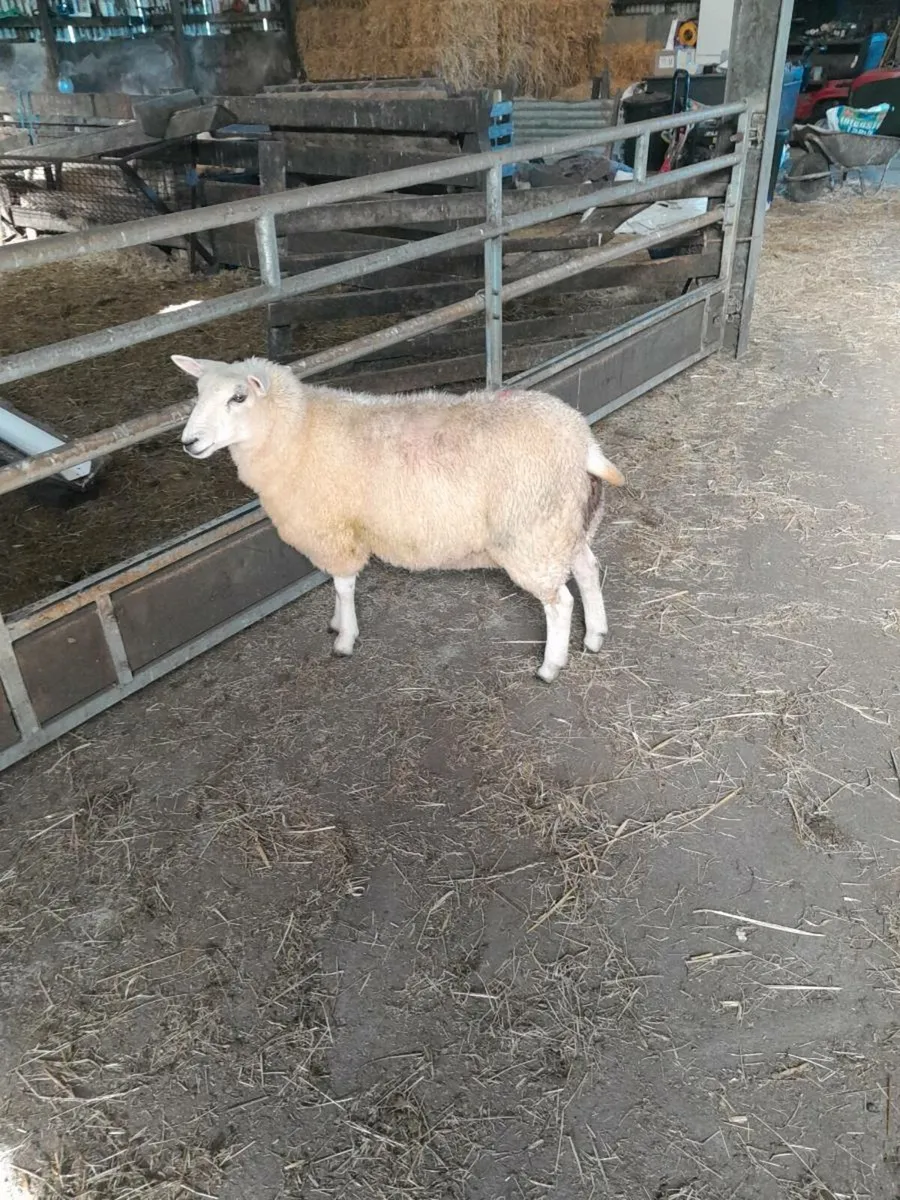 Lleyn ewe lambs - Image 2