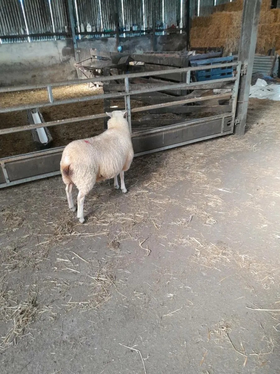 Lleyn ewe lambs - Image 3