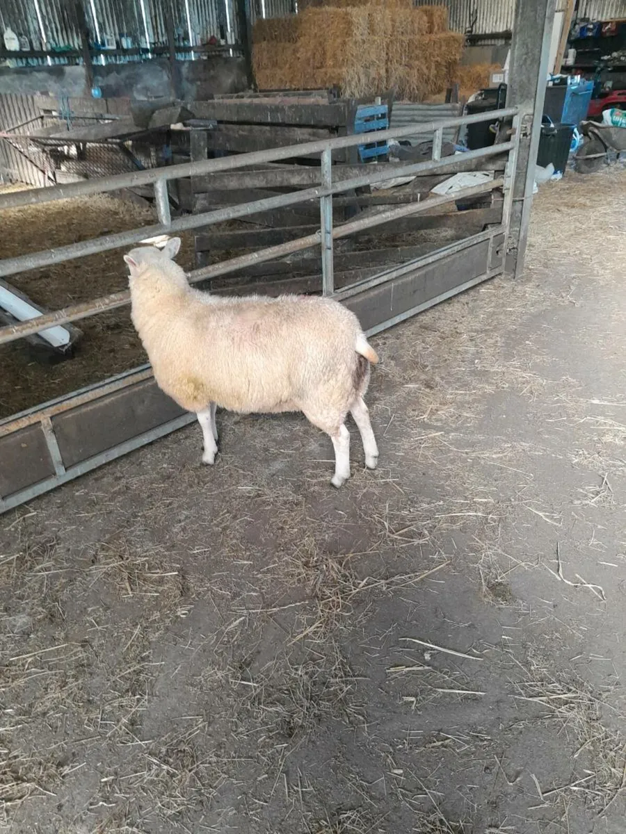 Lleyn ewe lambs - Image 4