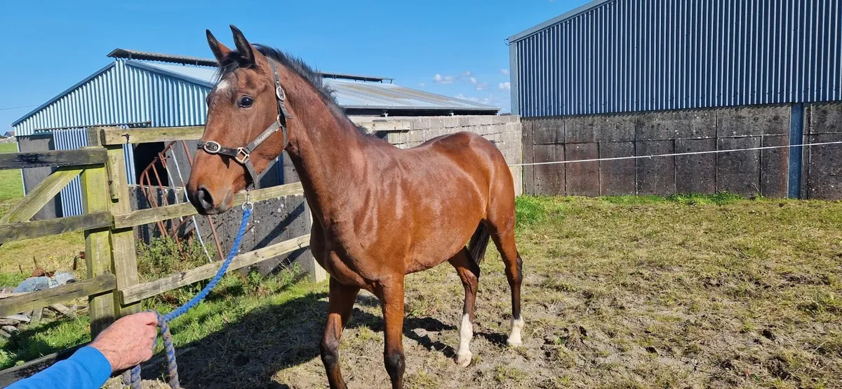 Horse - Image 1