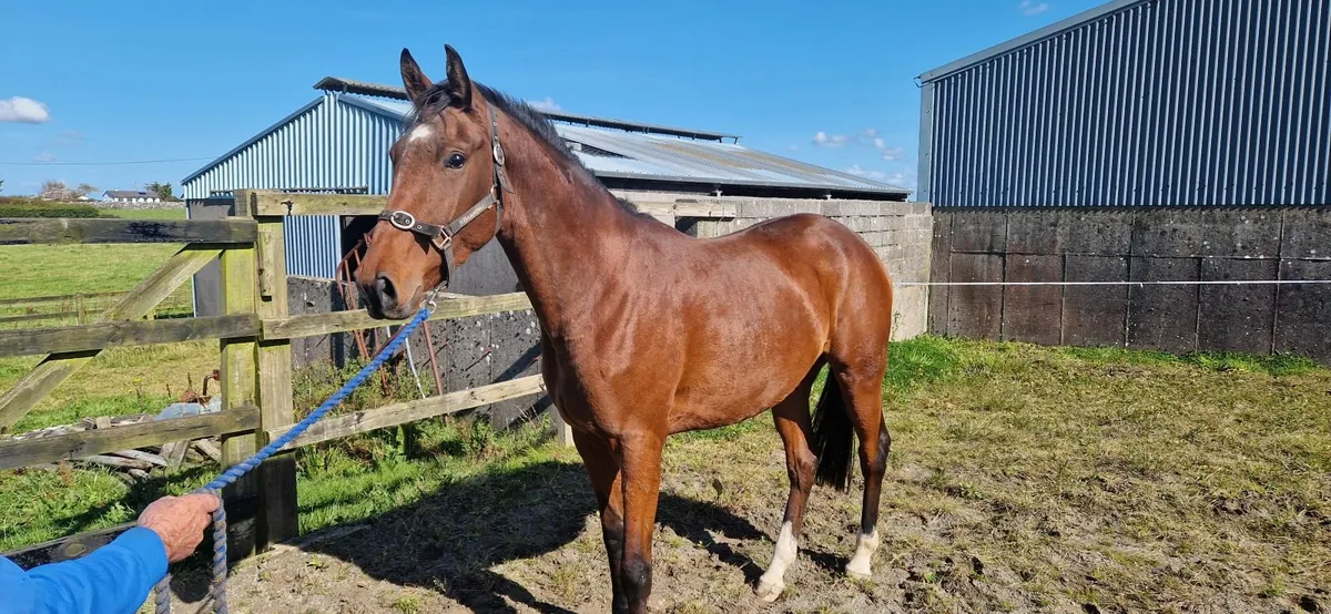 Horse - Image 4