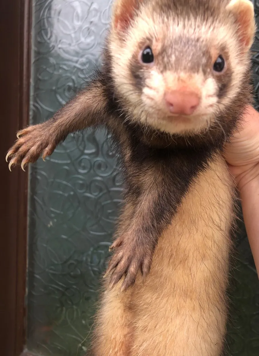 Ferrets - Image 1