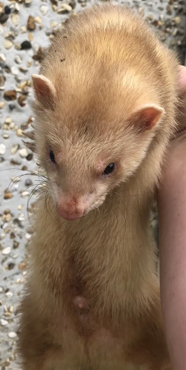 Ferrets - Image 2