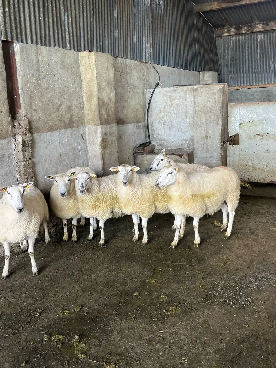 Outstanding Cheviot x Hoggets - Image 1