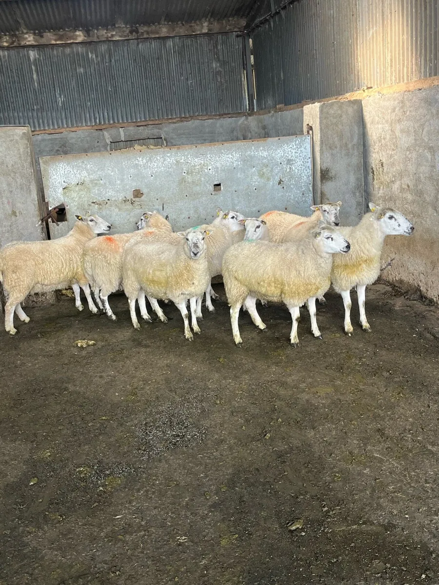 Outstanding Cheviot x Hoggets - Image 2