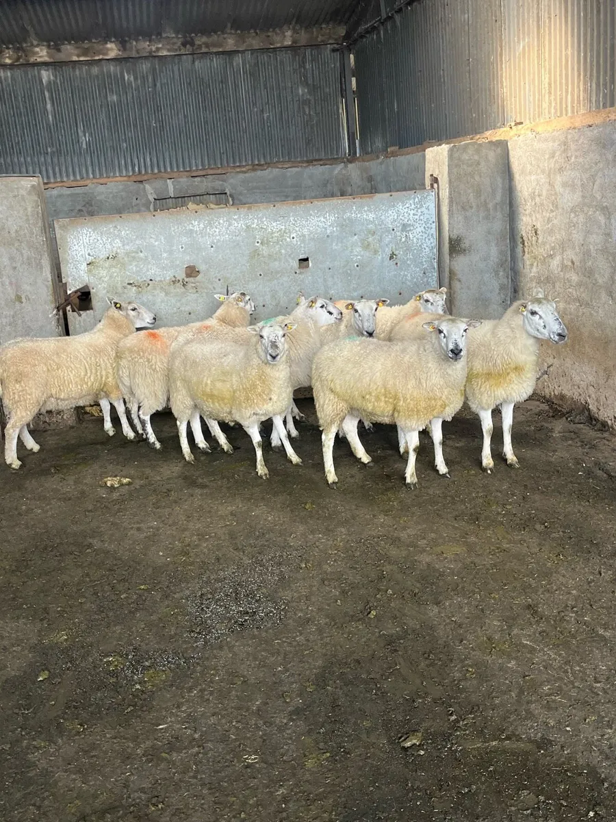 Outstanding Cheviot x Hoggets - Image 3