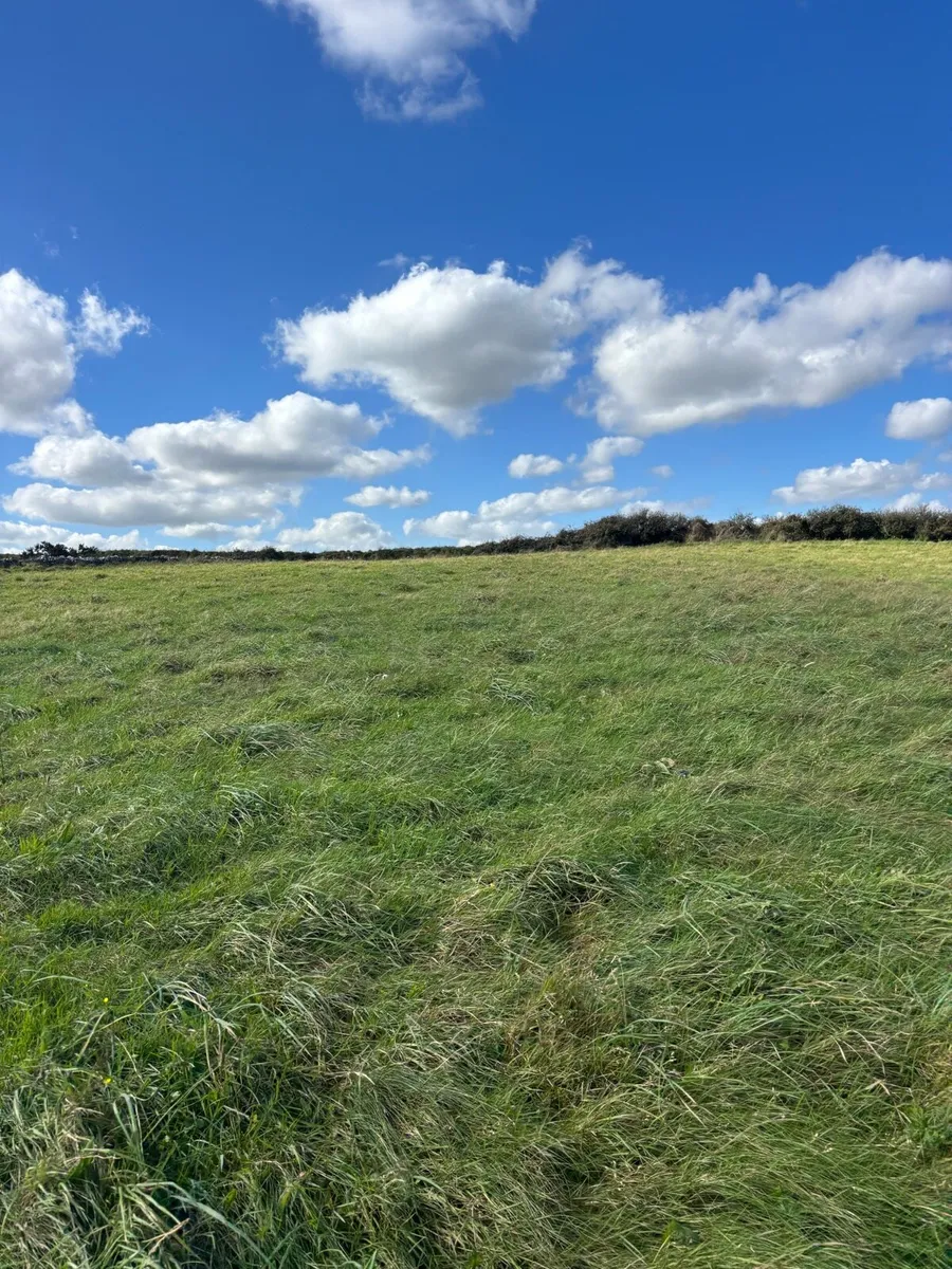 Meadow Mayo/ Roscommon - Image 1