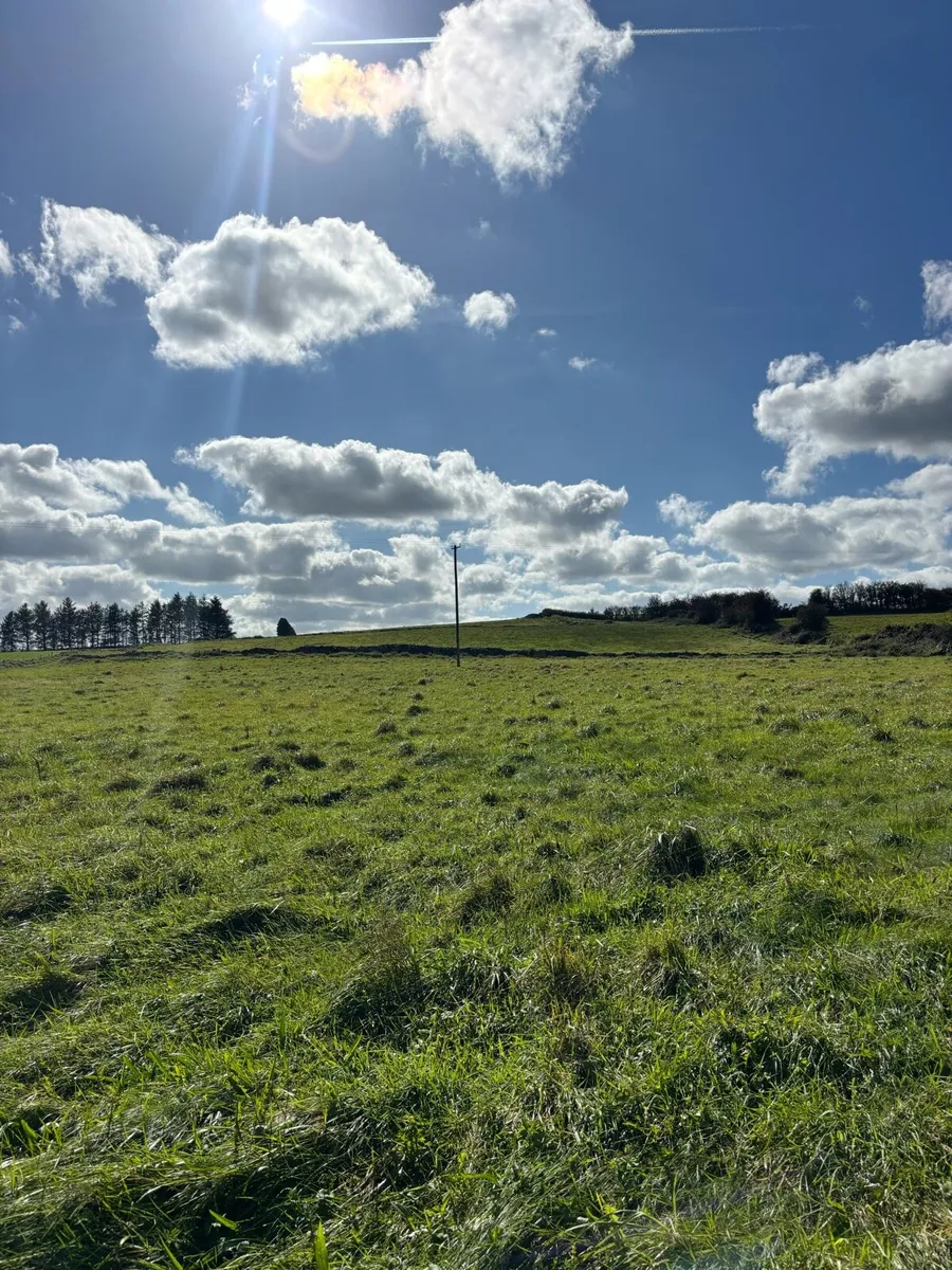 Meadow Mayo/ Roscommon - Image 2