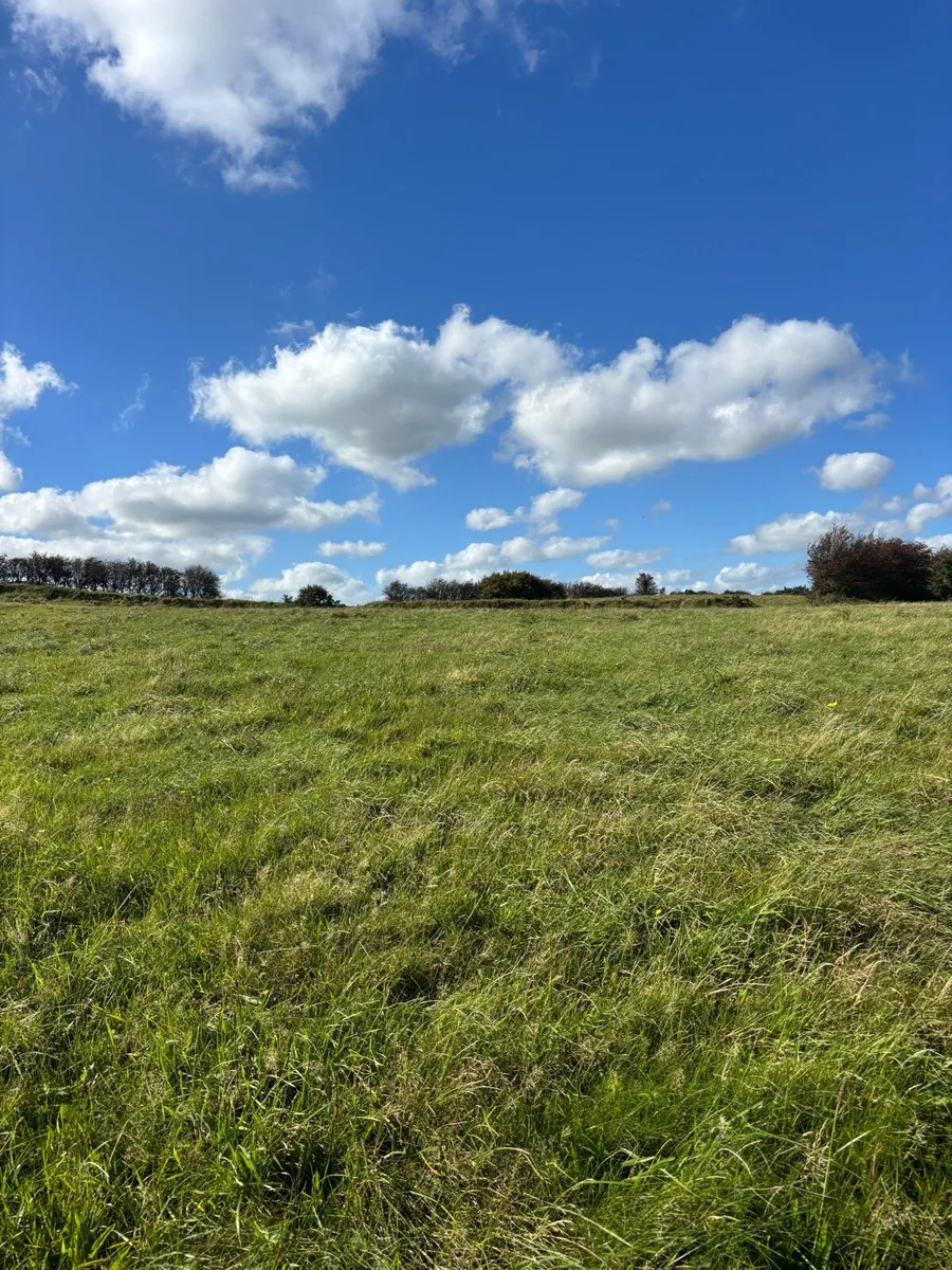 Meadow Mayo/ Roscommon - Image 3