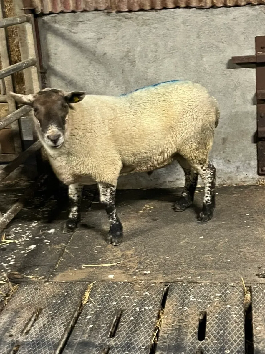 ⚡️3 year old suftex ram ⚡️ - Image 1