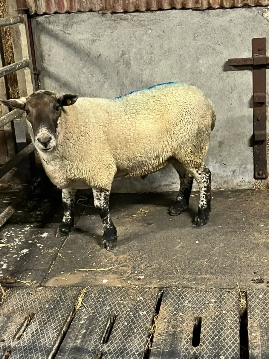 ⚡️3 year old suftex ram ⚡️ - Image 2