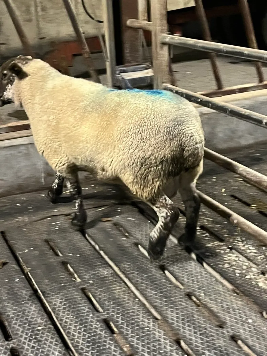 ⚡️3 year old suftex ram ⚡️ - Image 3