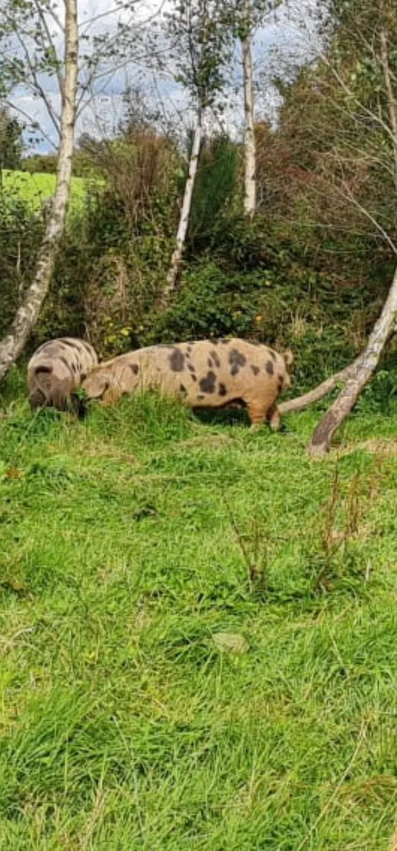 Oxford sandy pigs - Image 1