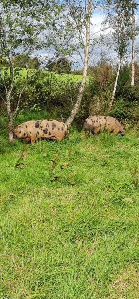 Oxford sandy pigs - Image 3