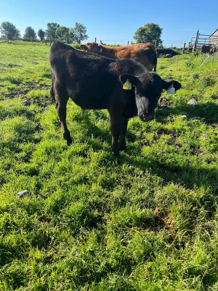 Calf - Image 1