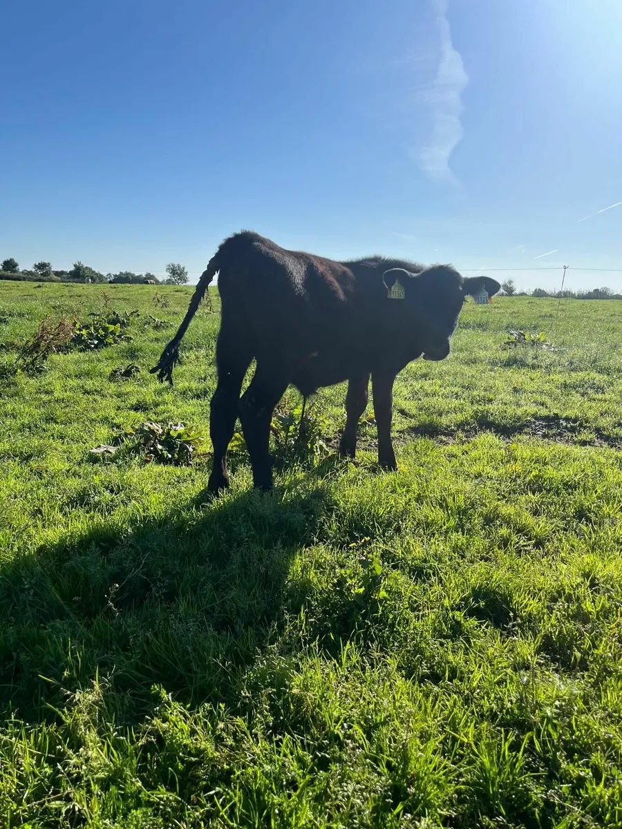 Calf - Image 2
