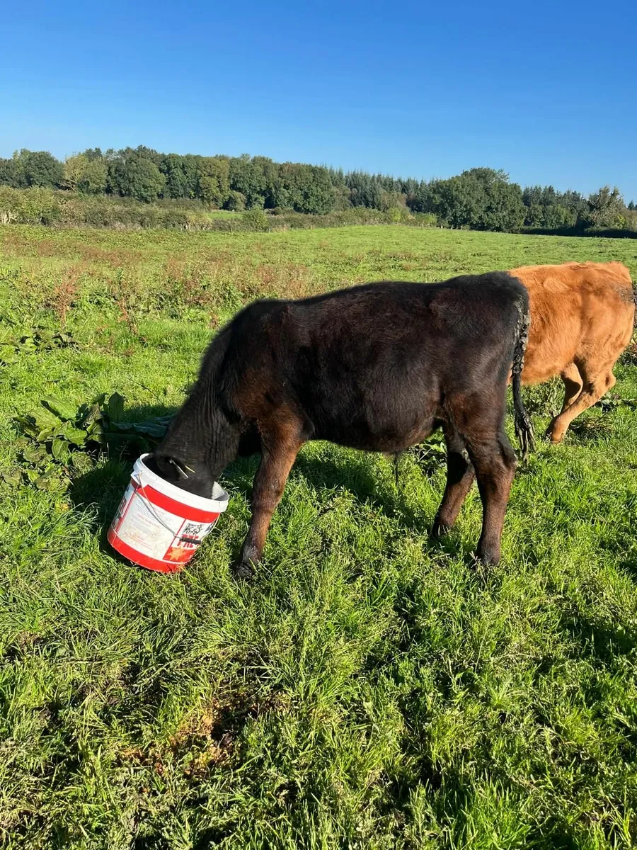 Calf - Image 3